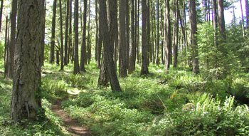 Forest Trail