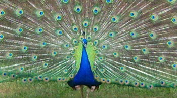Colorful Peacock